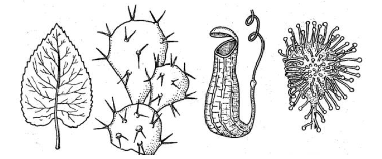 Przekształcone funkcjonalnie liście lipy, kaktusa, dzbanecznika i rosiczki to przykład narządów…