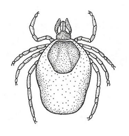 Owady i pajęczaki należą do stawonogów, ale różnią się budową. Ciało pajęczaków dzieli się na dwie części: głowotułów i odwłok.